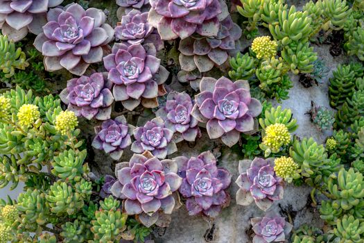 A colorful close-up of purple succulents and green plants on a wall, showcasing nature's beauty.