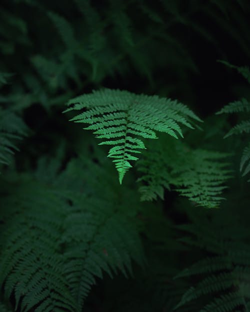 Imagine de stoc gratuită din arbore, fotografie cu natură, fotografie de flori