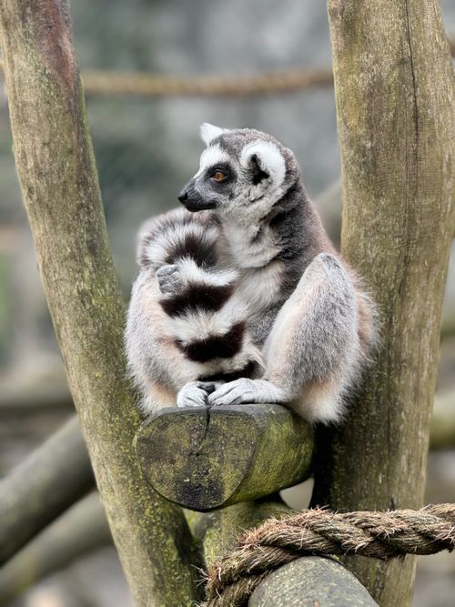 Free A ring-tailed lemur rests peacefully on a tree branch, showcasing its striking fur. Stock Photo