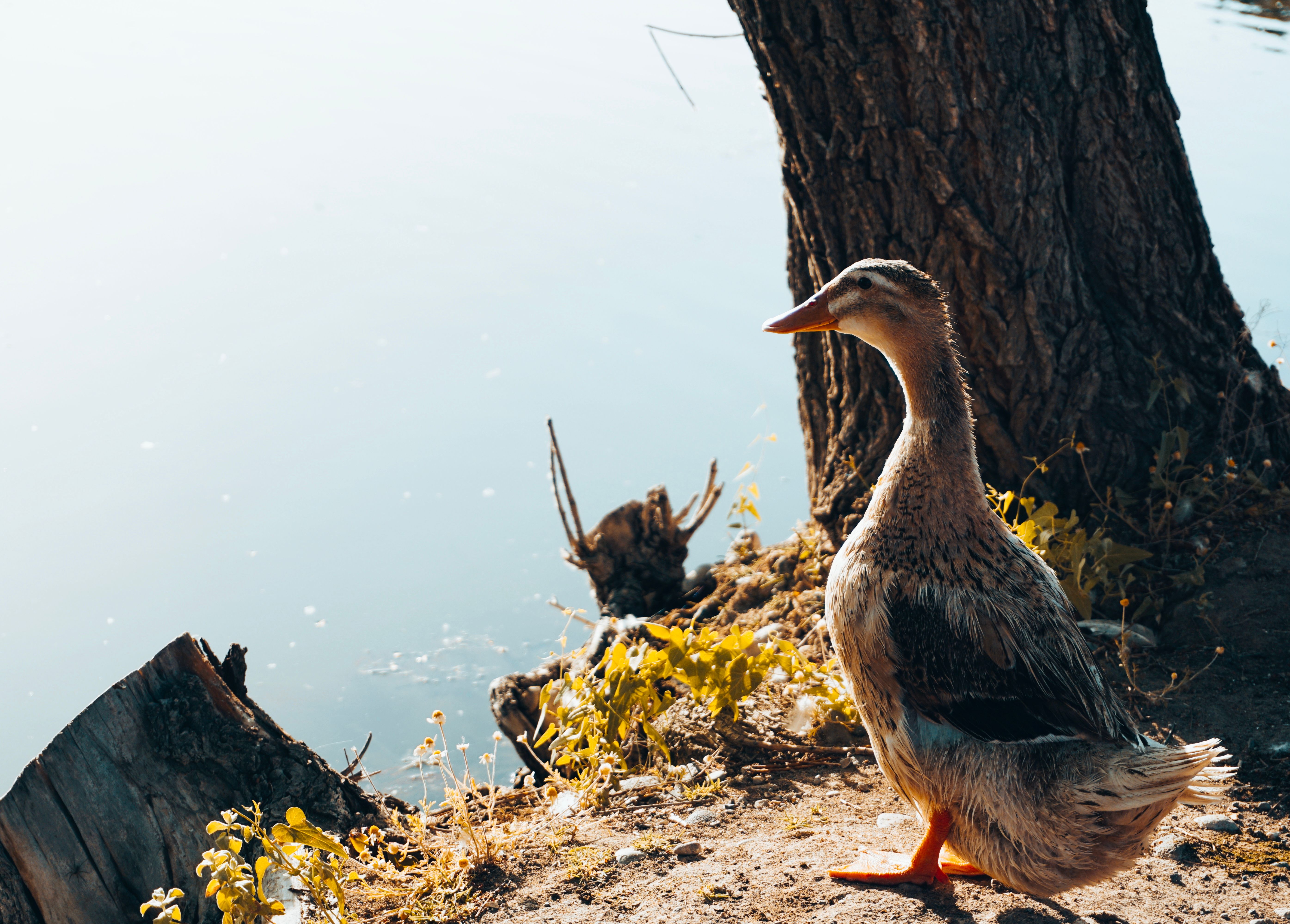 A duck standing near a tree by the water · Free Stock Photo