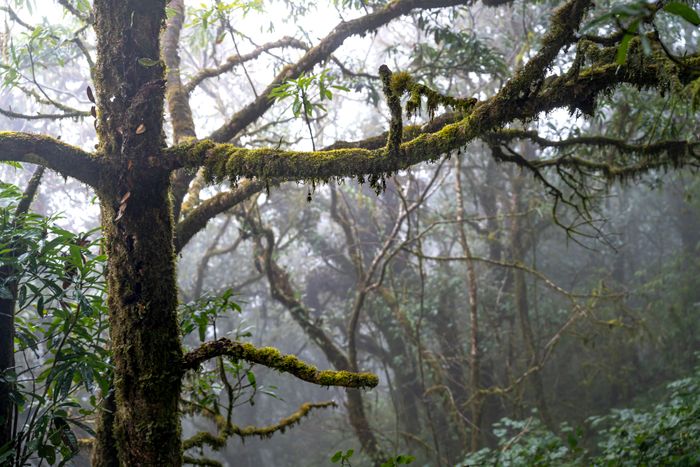 Forêt de nuages couverte de mousses dans les montagnes du Costa Rica