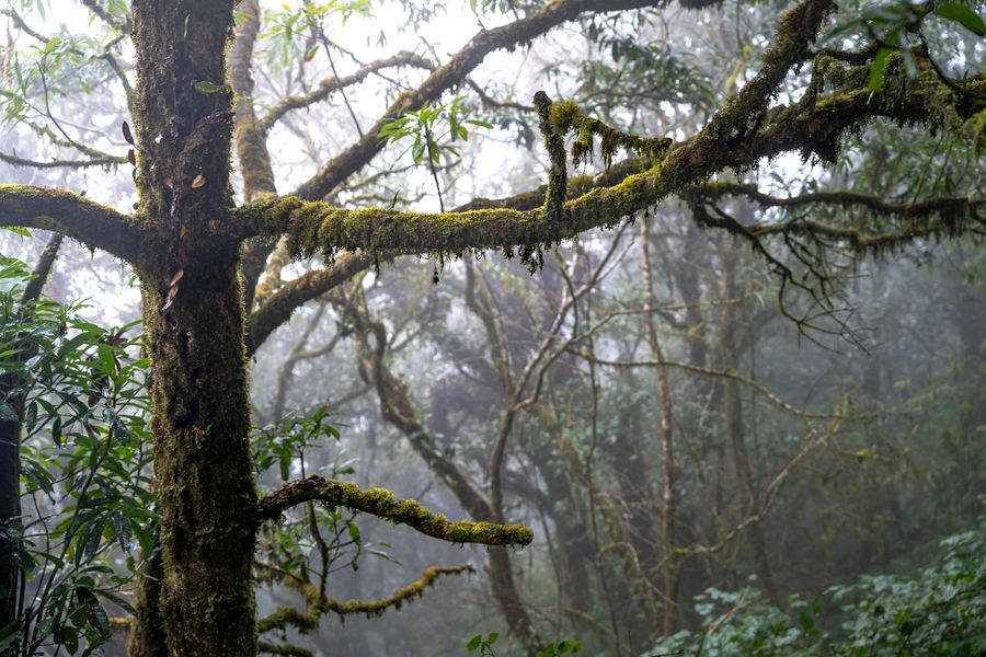 Des hautes cordillères aux basses terres — circuit accompagné Costa Rica