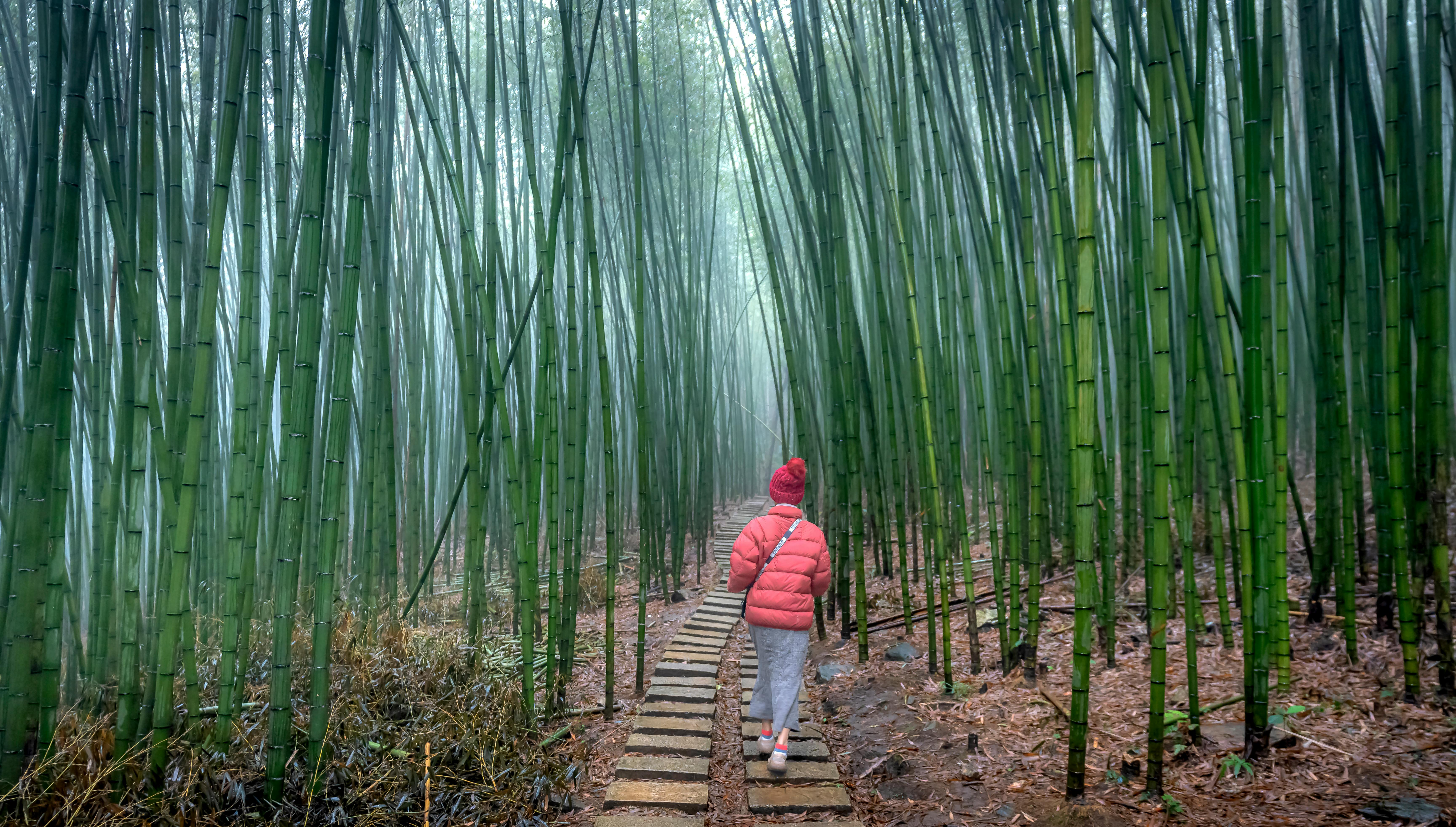竹林步道的清新光影