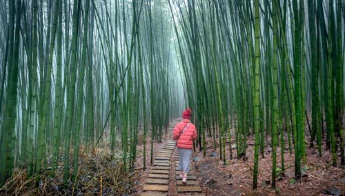 Darmowe zdjęcie z galerii z bambus, bujny, drewno