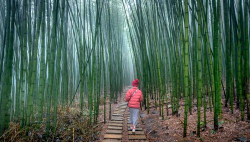 Free Woman in red jacket walking along a serene bamboo forest path, surrounded by towering green stalks. Stock Photo