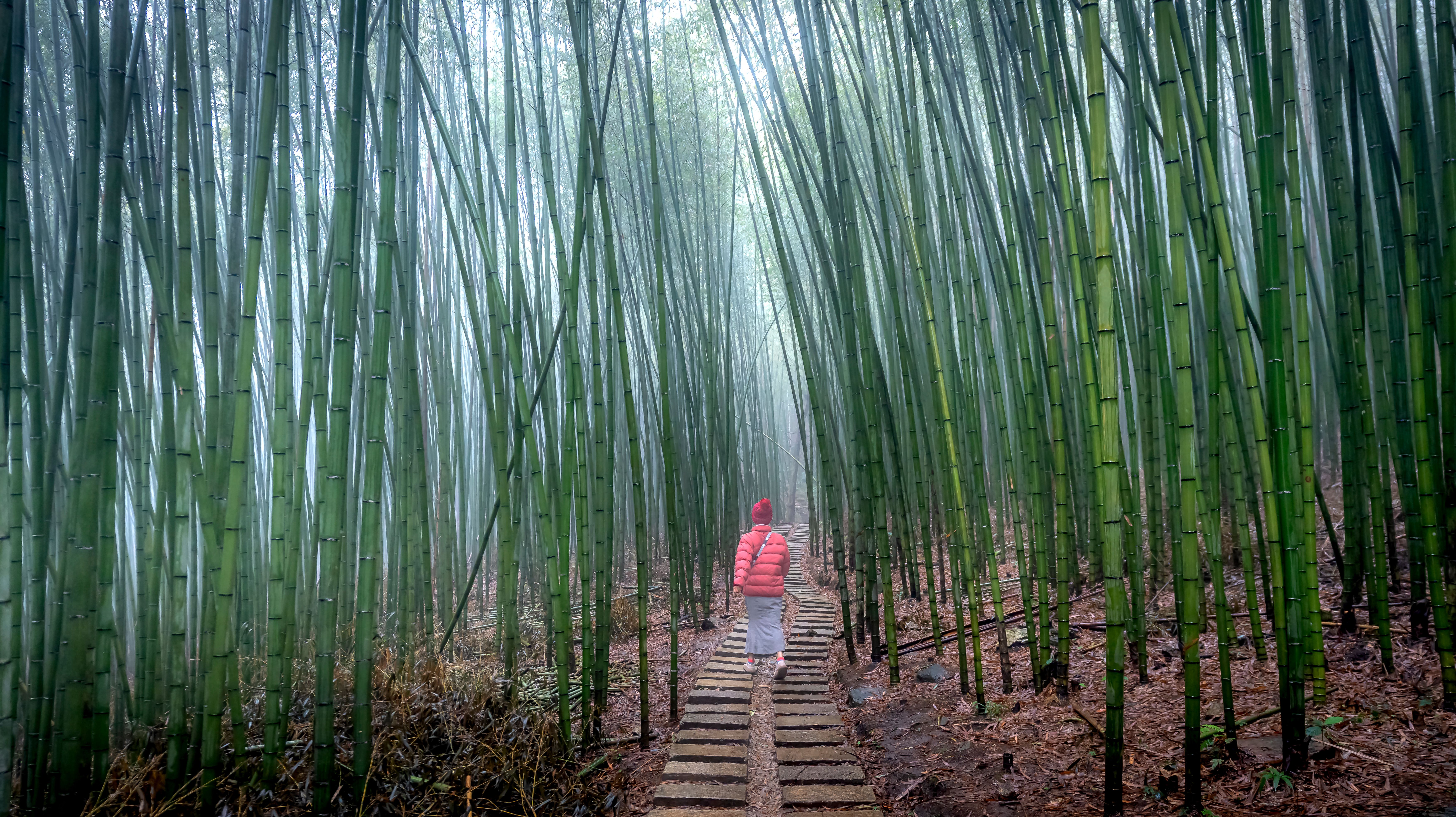 Shinrin-Yoku: The Science of Forest Bathing and Why 30 Years of Japanese Research Changes Everything