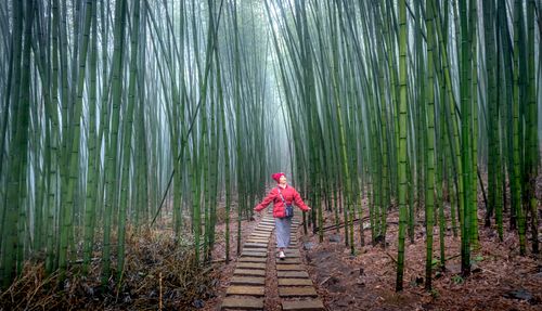 Free Woman strolling in a misty bamboo forest, embracing nature and tranquility. Stock Photo