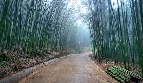 Darmowe zdjęcie z galerii z bambus, bujny, deszcz