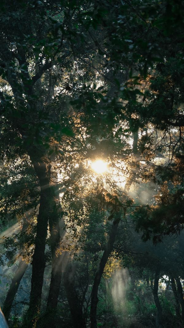 Raios de sol cativantes penetrando um denso dossel de floresta, criando uma cena atmosférica serena.
