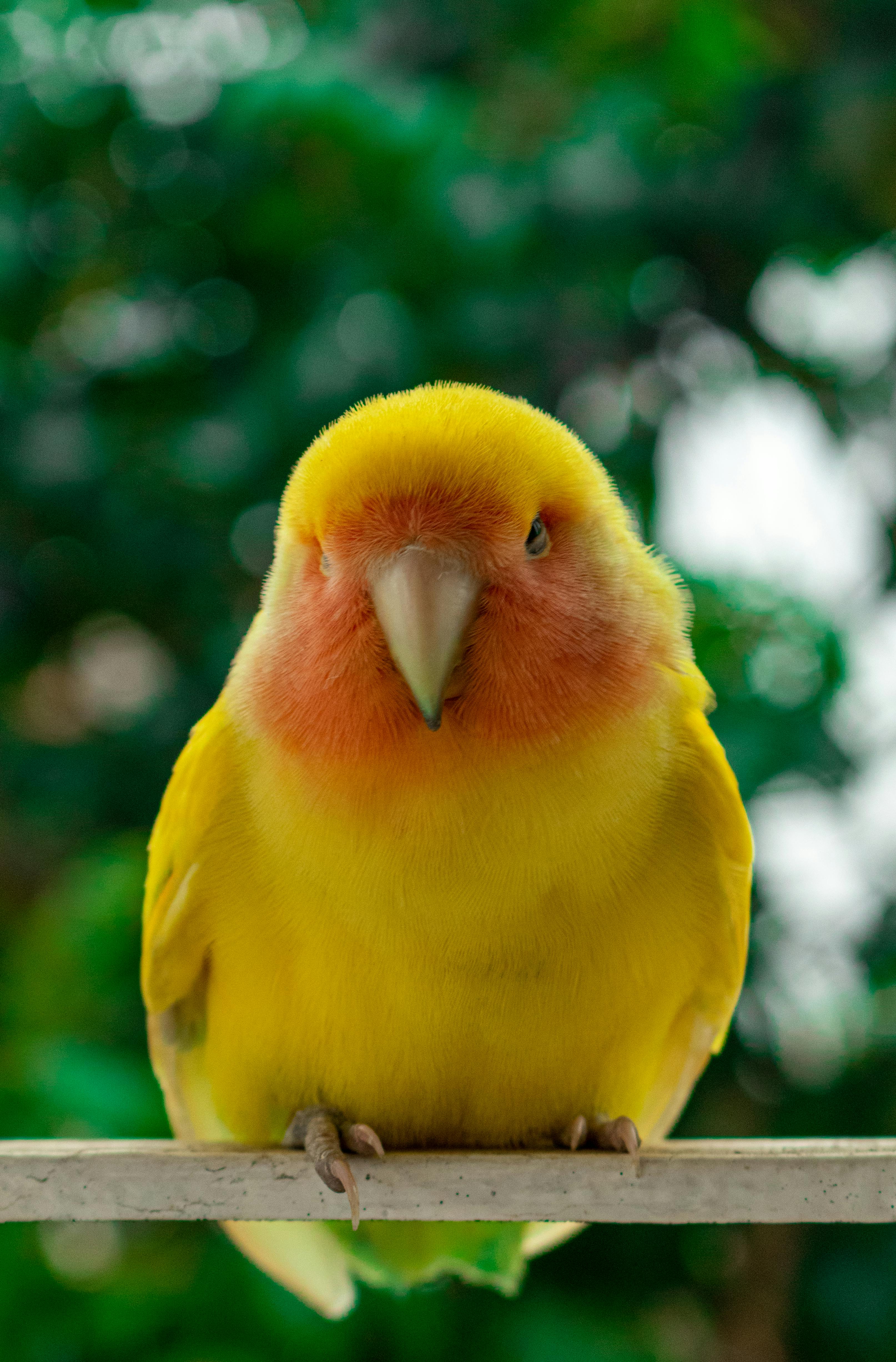 yellow parrot in forest