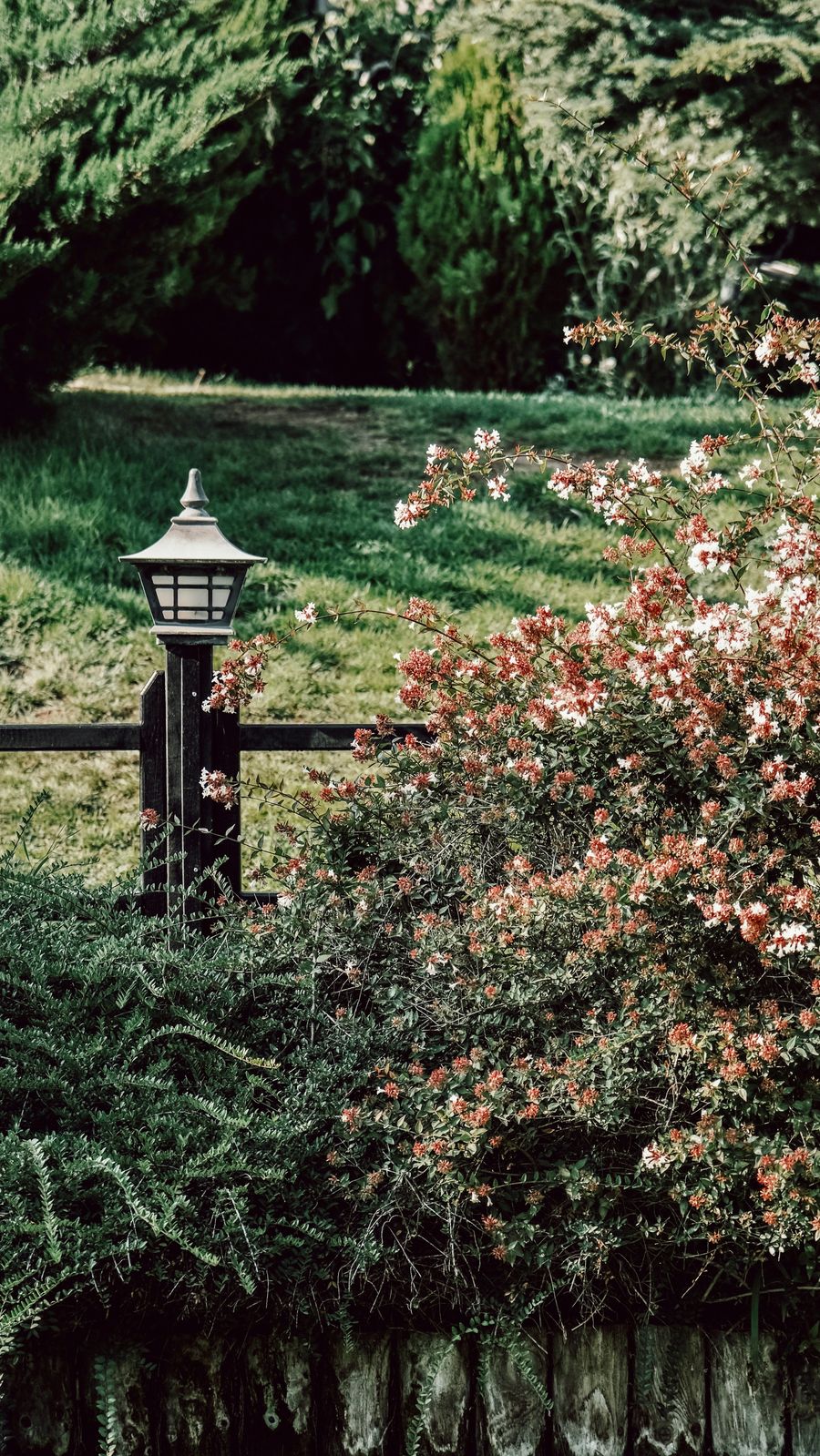 Flowering shrub with pink blooms