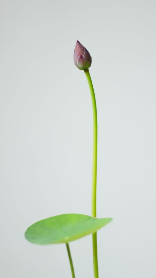 Gratis stockfoto met afzonderlijk, blad, bloem