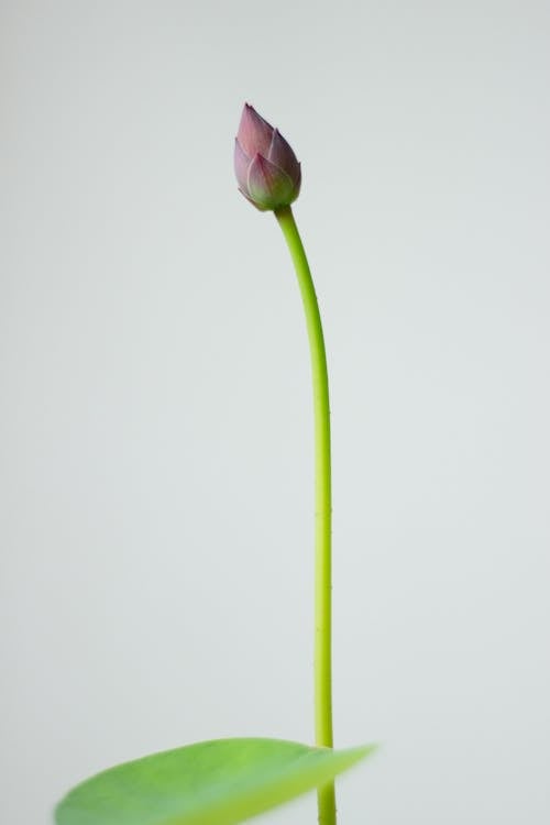 Gratis stockfoto met afzonderlijk, blad, bloem