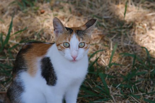 Free A tricolor cat sitting on grass, illuminated by sunlight in an outdoor area. Stock Photo