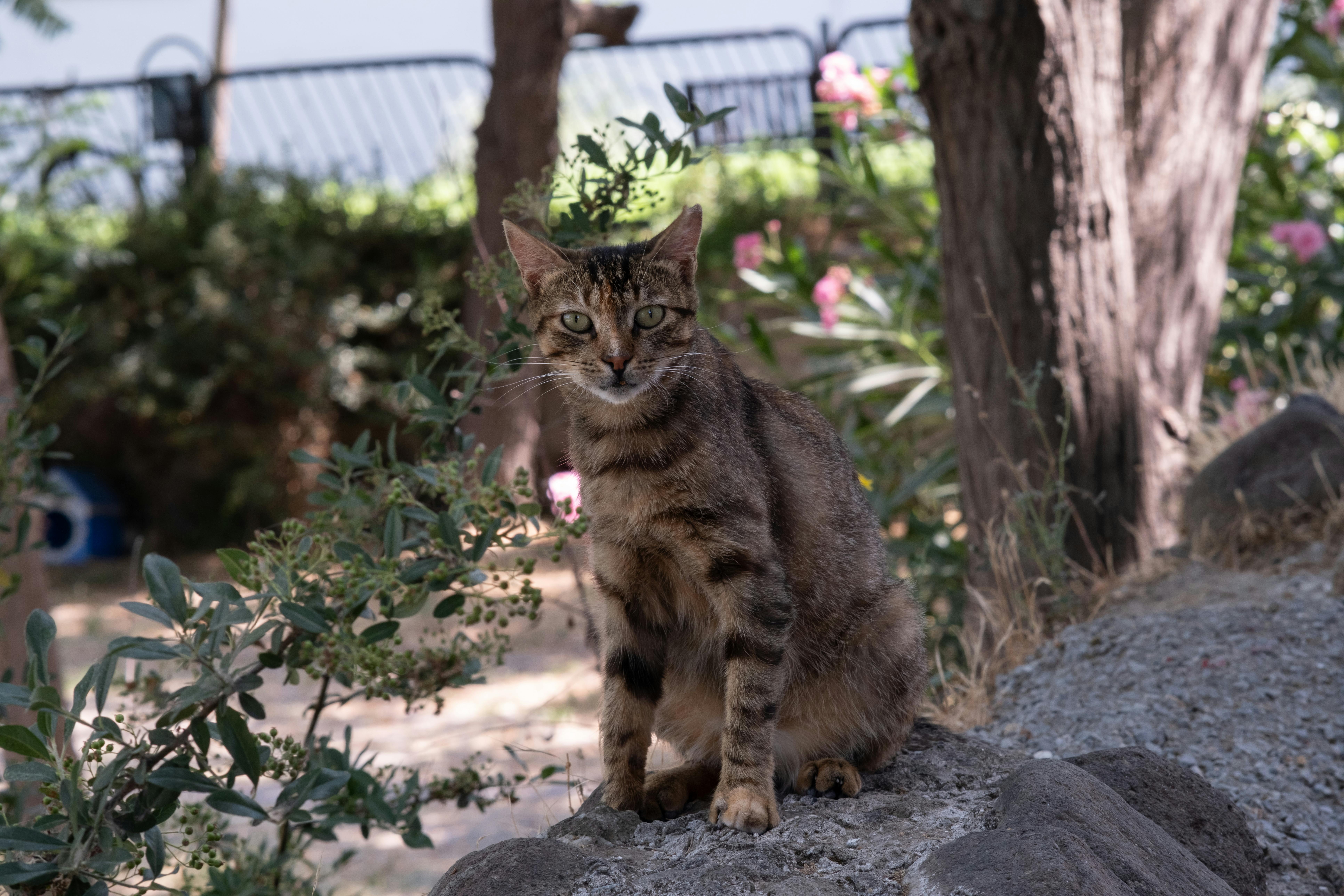 A cat sitting on a rock in a garden