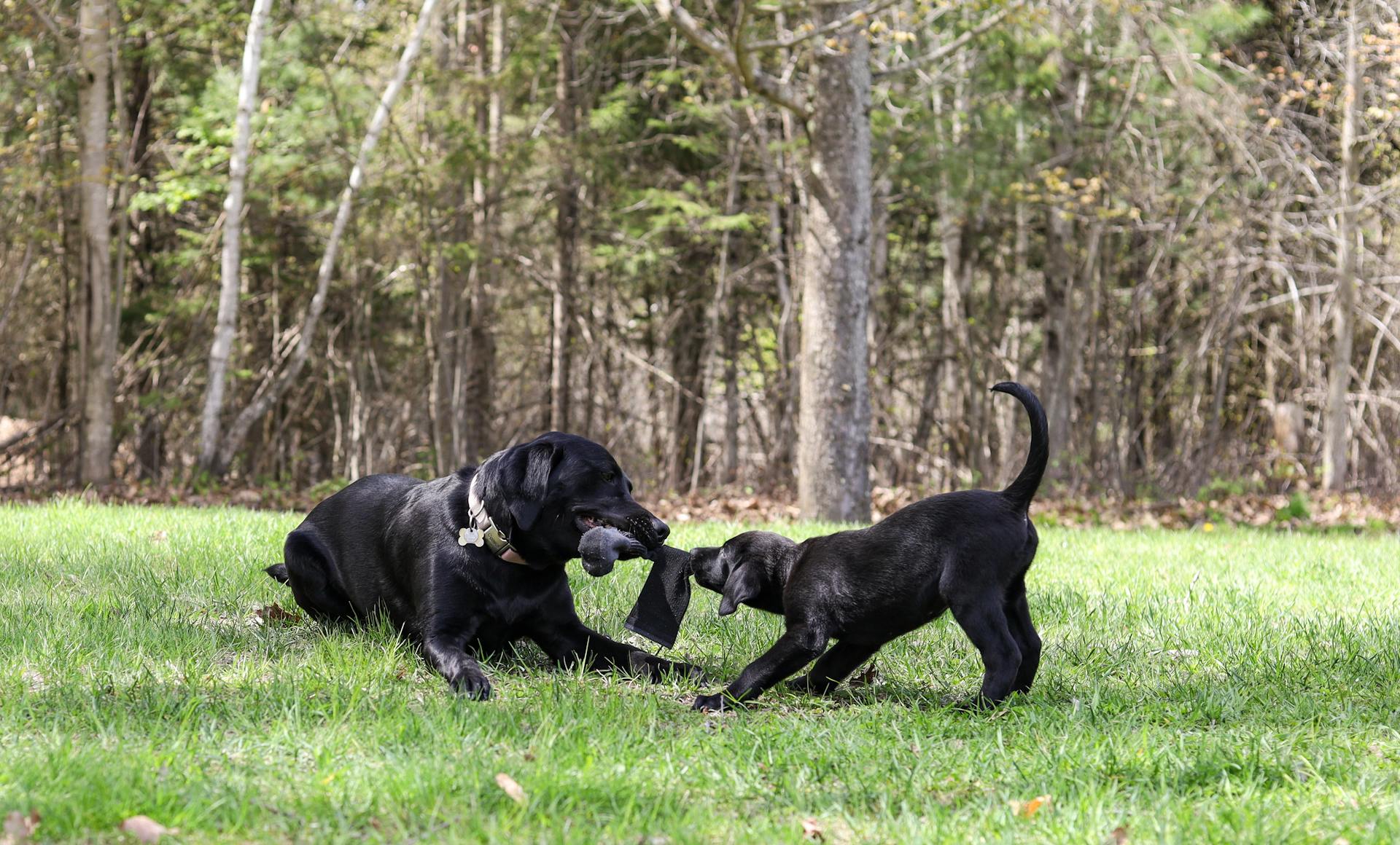 Labrador Retriever Dogs Playing