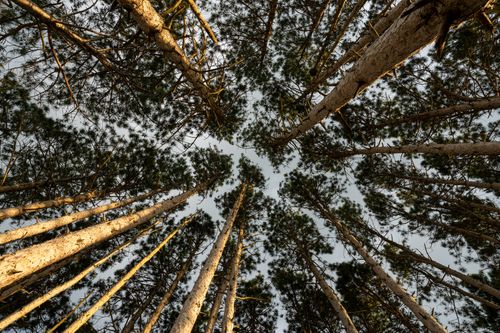 Free Low angle view of towering evergreen pine trees in a dense forest, showcasing nature's beauty. Stock Photo