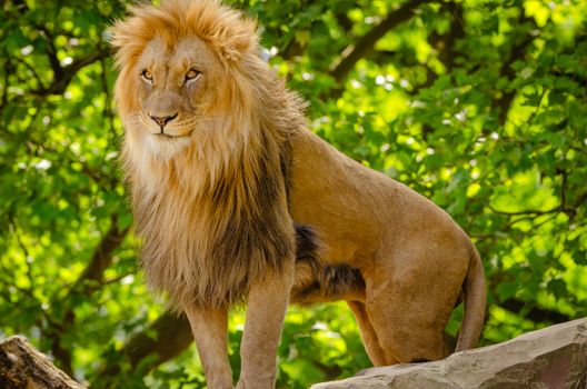 Close-up of a majestic African lion standing outdoors, showcasing its lush mane.