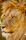 lion wallpaper