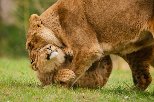 A tender moment between a lioness and her playful cub in the lush African grasslands.