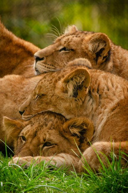 Three lionesses lying close together, embodying calm and unity amid lush greenery.