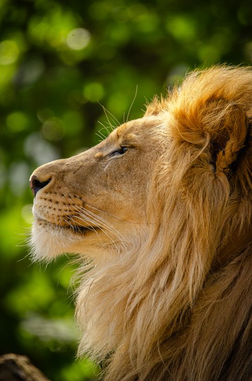 Free Close-up portrait of a lion showcasing its thick mane and regal profile in a natural setting. Stock Photo