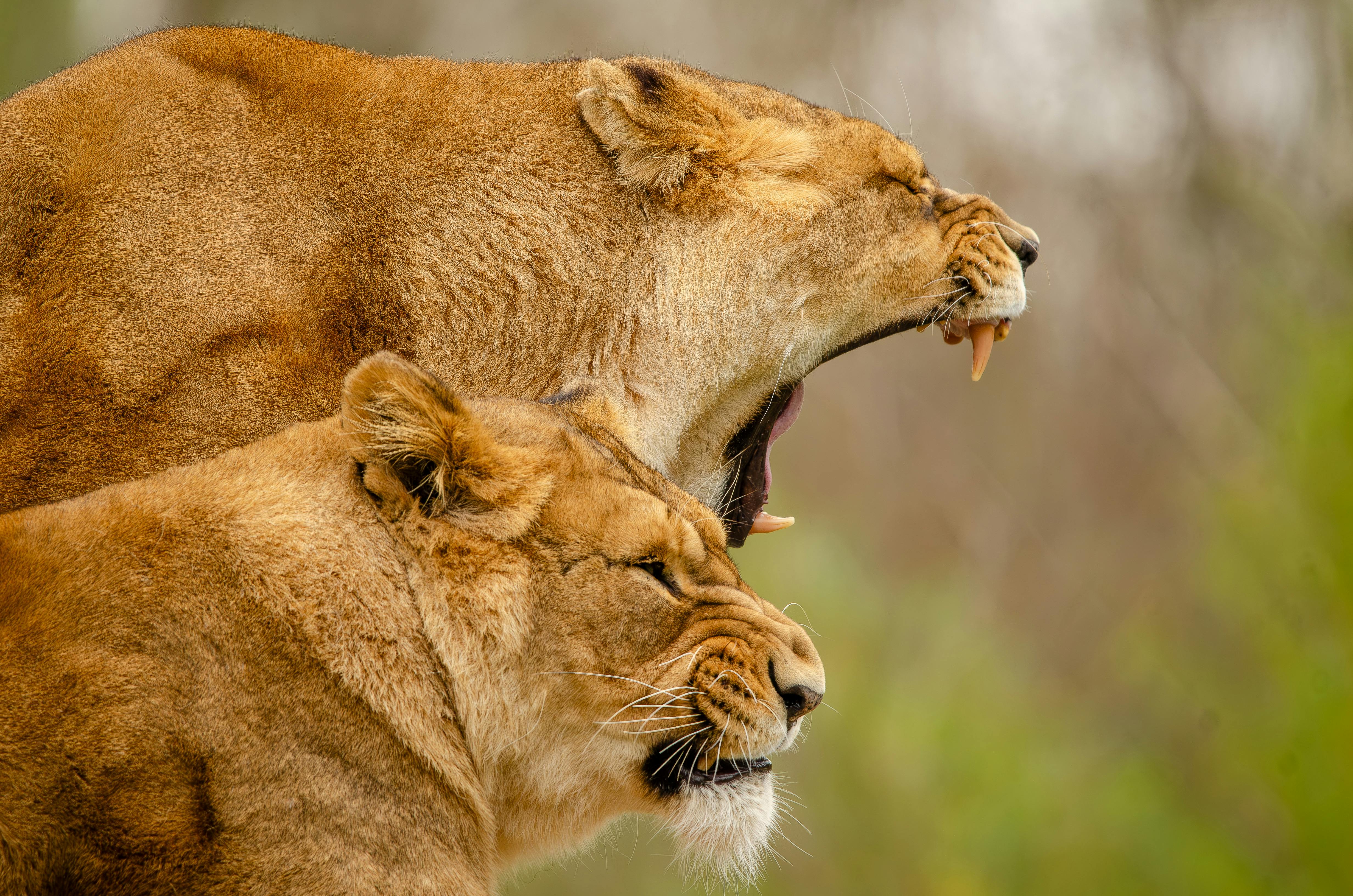Close-up of two lionesses resting peacefully in their natural habitat.