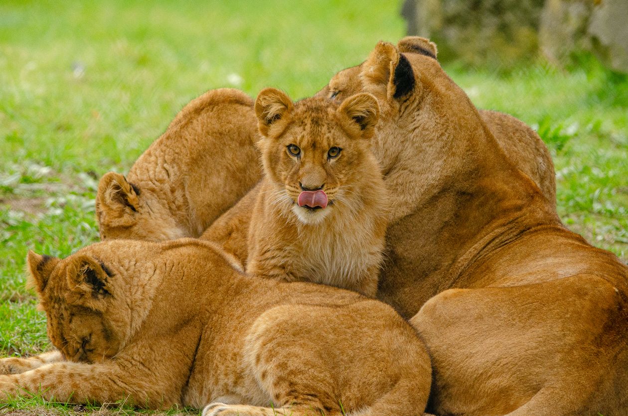 Lioness cuddling with her cubs