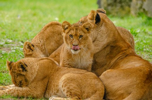 Lion family resting on grass — photo by Leon Aschemann on Pexels
