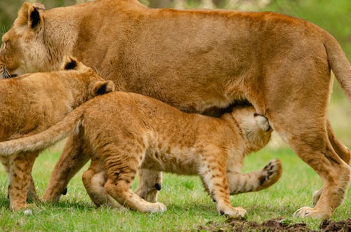 不祥的, 中國獅子, 動物 的 免費圖庫相片