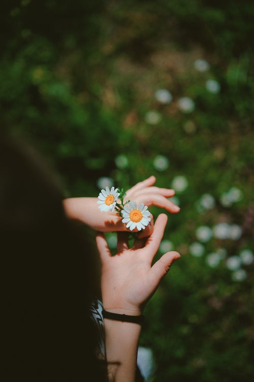 Free A close-up of hands gently holding white daisies, capturing the essence of spring and nature. Stock Photo