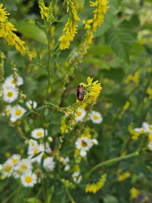 甲虫, 美しい自然, 自然の無料の写真素材