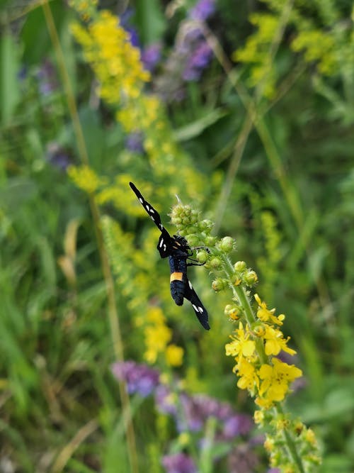 ボウタイ, 昆虫, 美しい自然の無料の写真素材