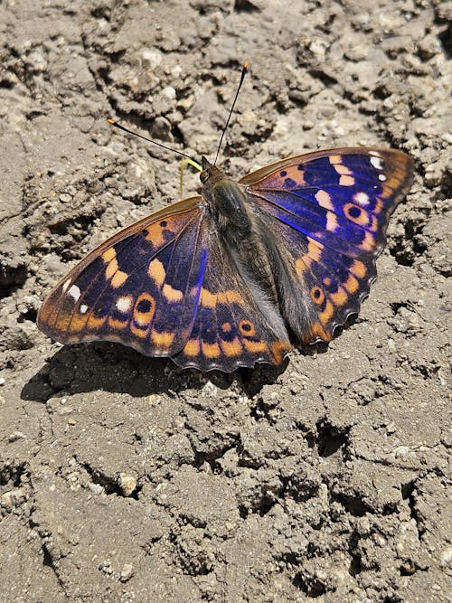 ボウタイ, 昆虫, 美しい自然の無料の写真素材