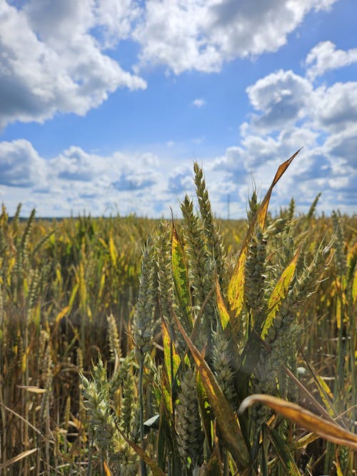 夏, 小穂, 小麦畑の無料の写真素材