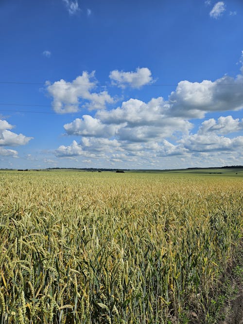 夏, 小穂, 小麦畑の無料の写真素材