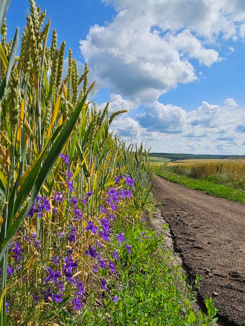 夏, 小穂, 小麦の無料の写真素材