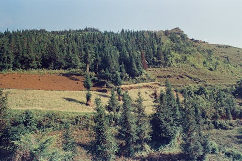 Foto d'estoc gratuïta de a l'aire lliure, agricultura, arbre