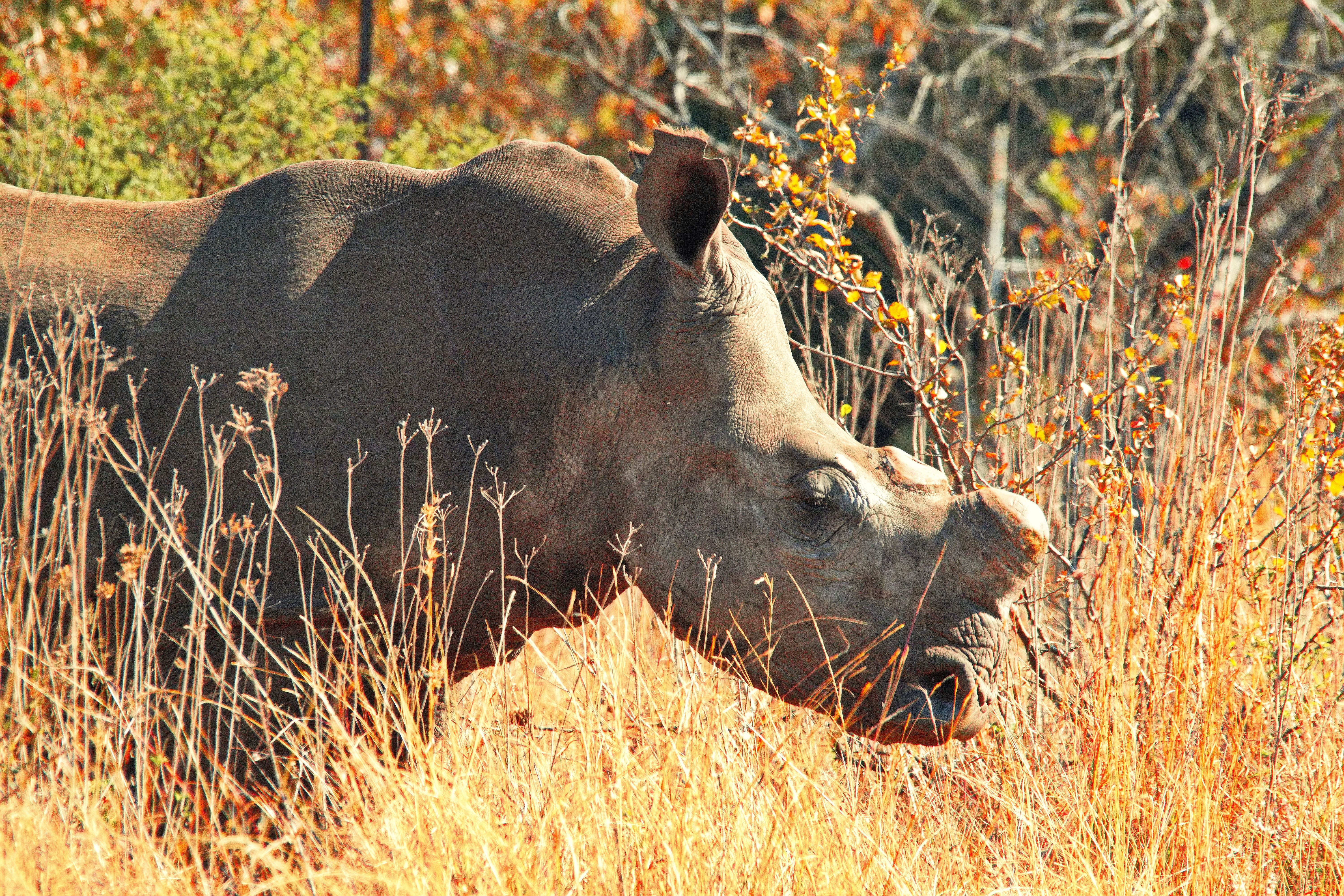 Close-up of a rhinoceros grazing in a golden sunlight savanna setting.