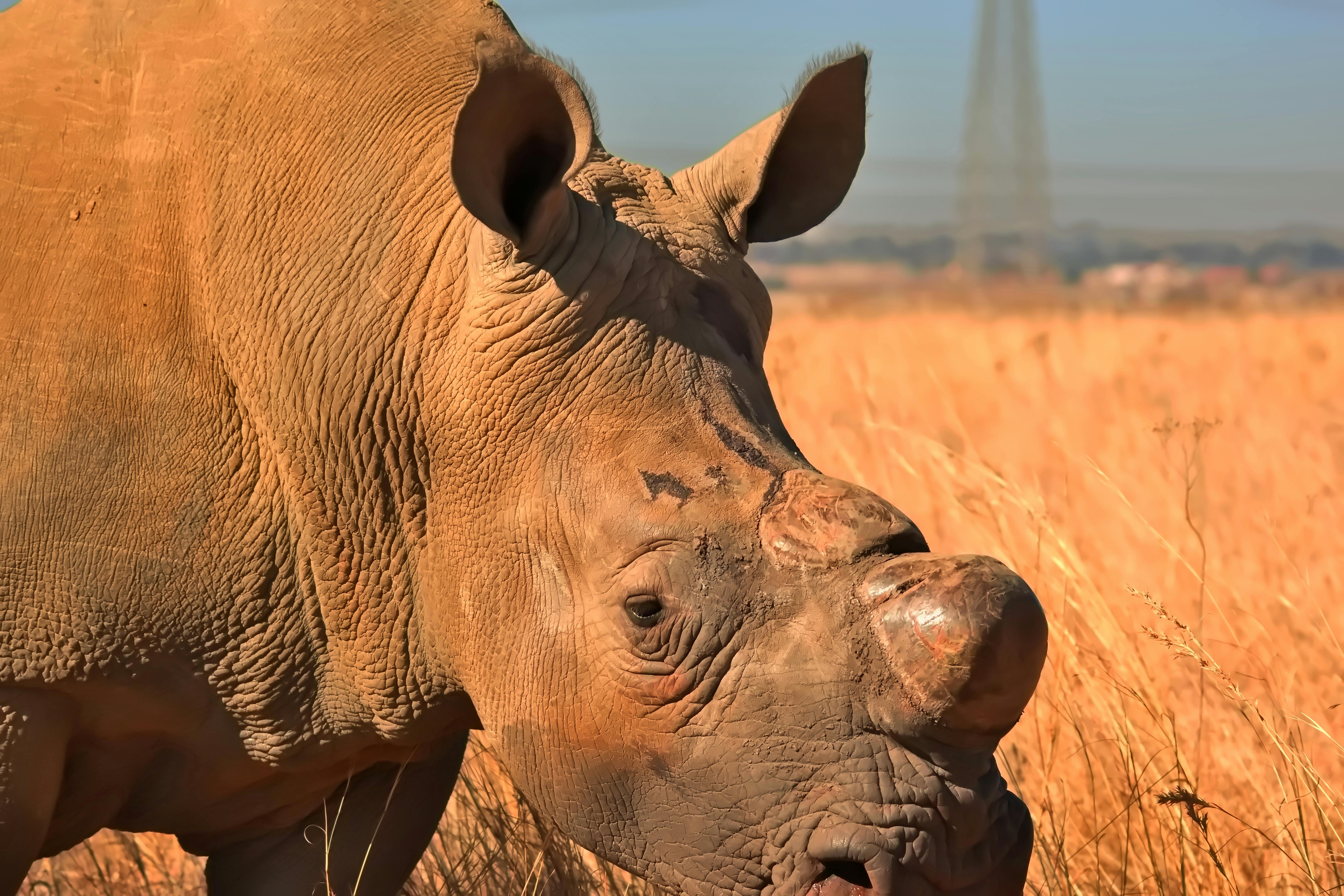 Gratuit Conservation Des Rhinocéros 2 Photos