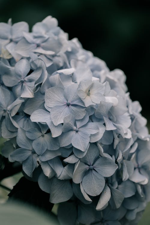 คลังภาพถ่ายฟรี ของ hortensia, ดอกไม้, ดอกไม้สวย