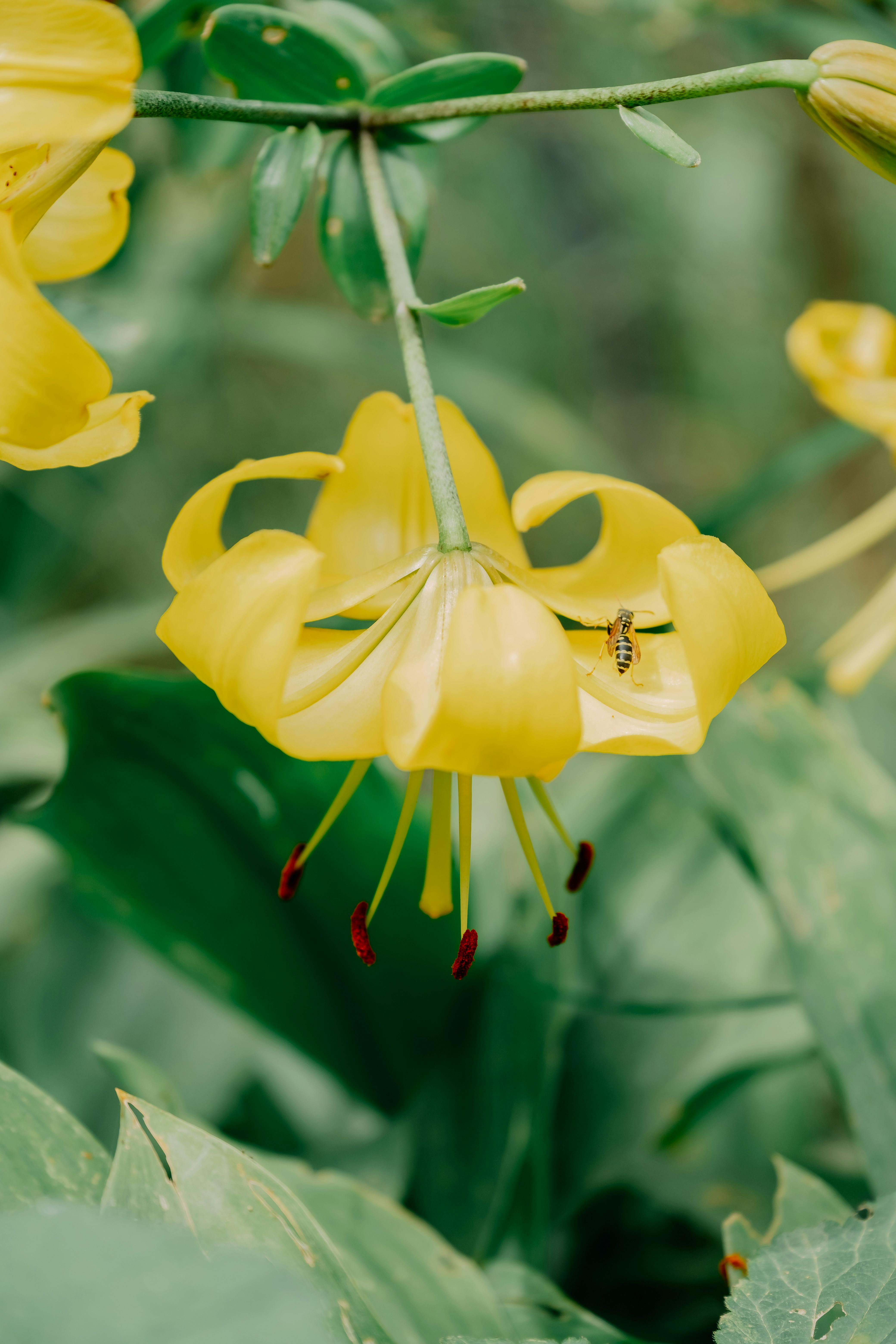 yellow lily flower