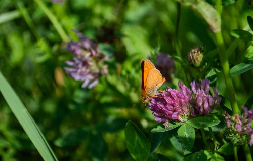 Free A vibrant orange butterfly perched on a purple clover flower in a lush green garden during summer. Stock Photo