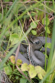 snake photo