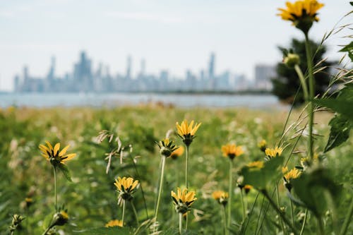 Immagine gratuita di chicago, illinois