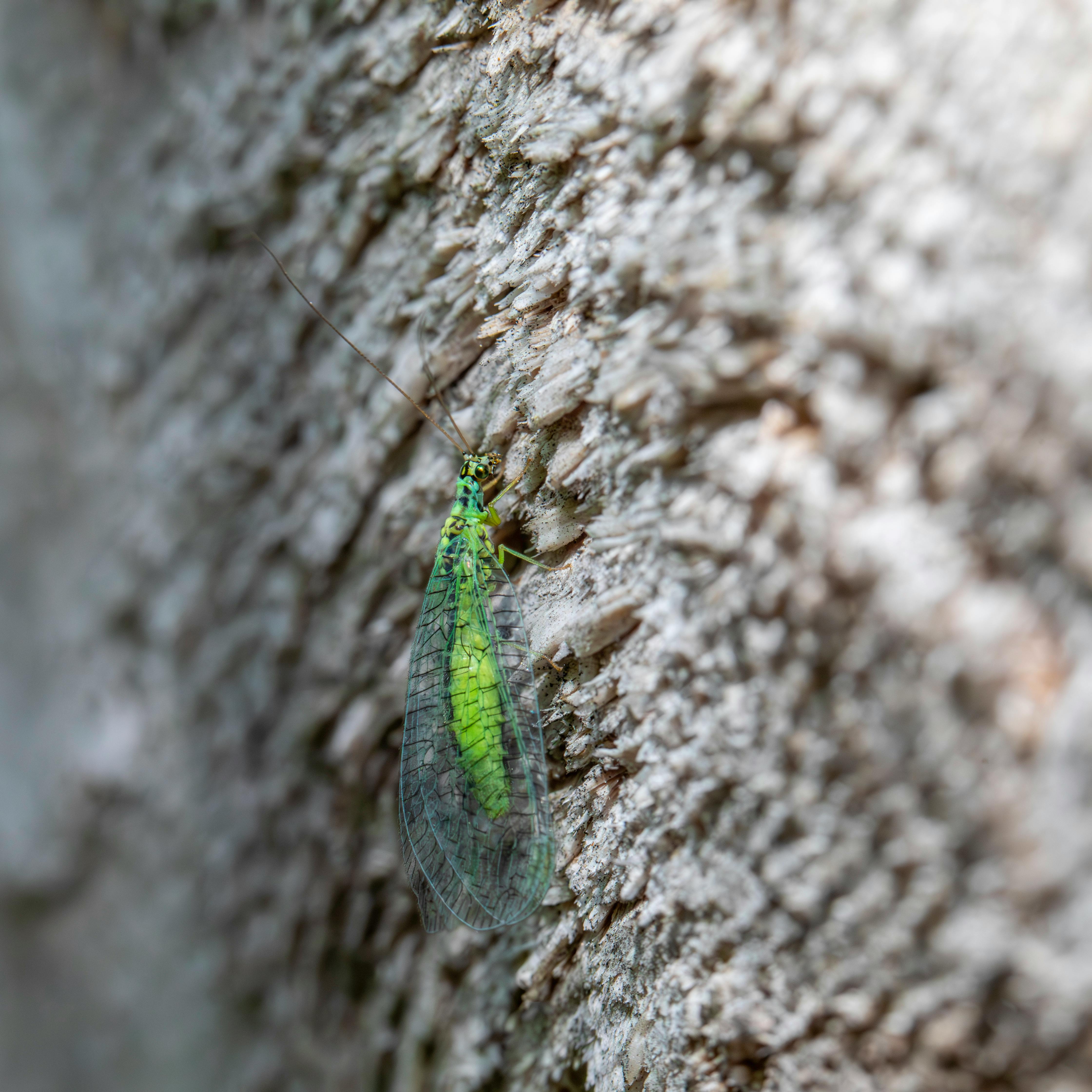 green insect on a tree