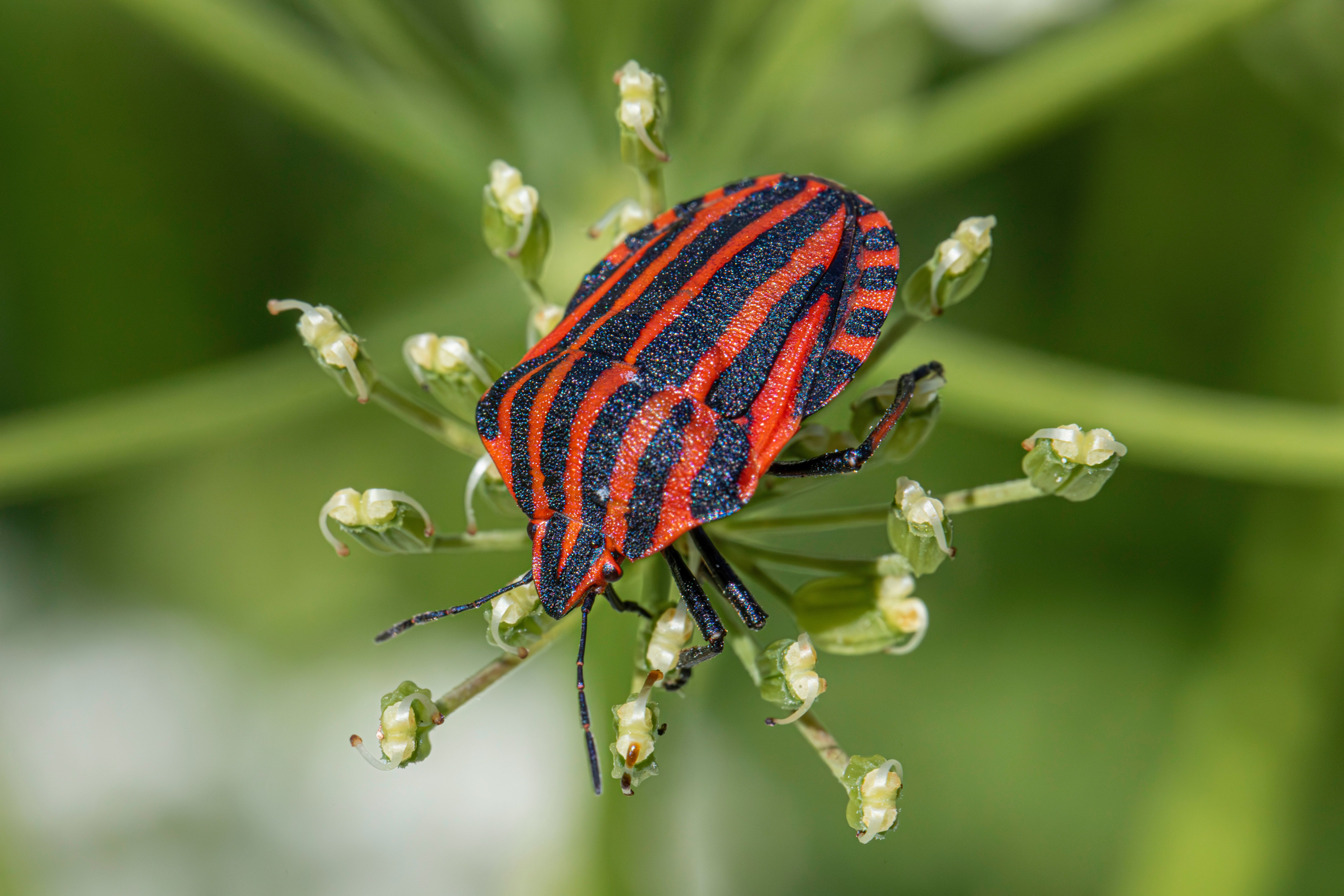 A red and black striped bug on a flower · Free Stock Photo