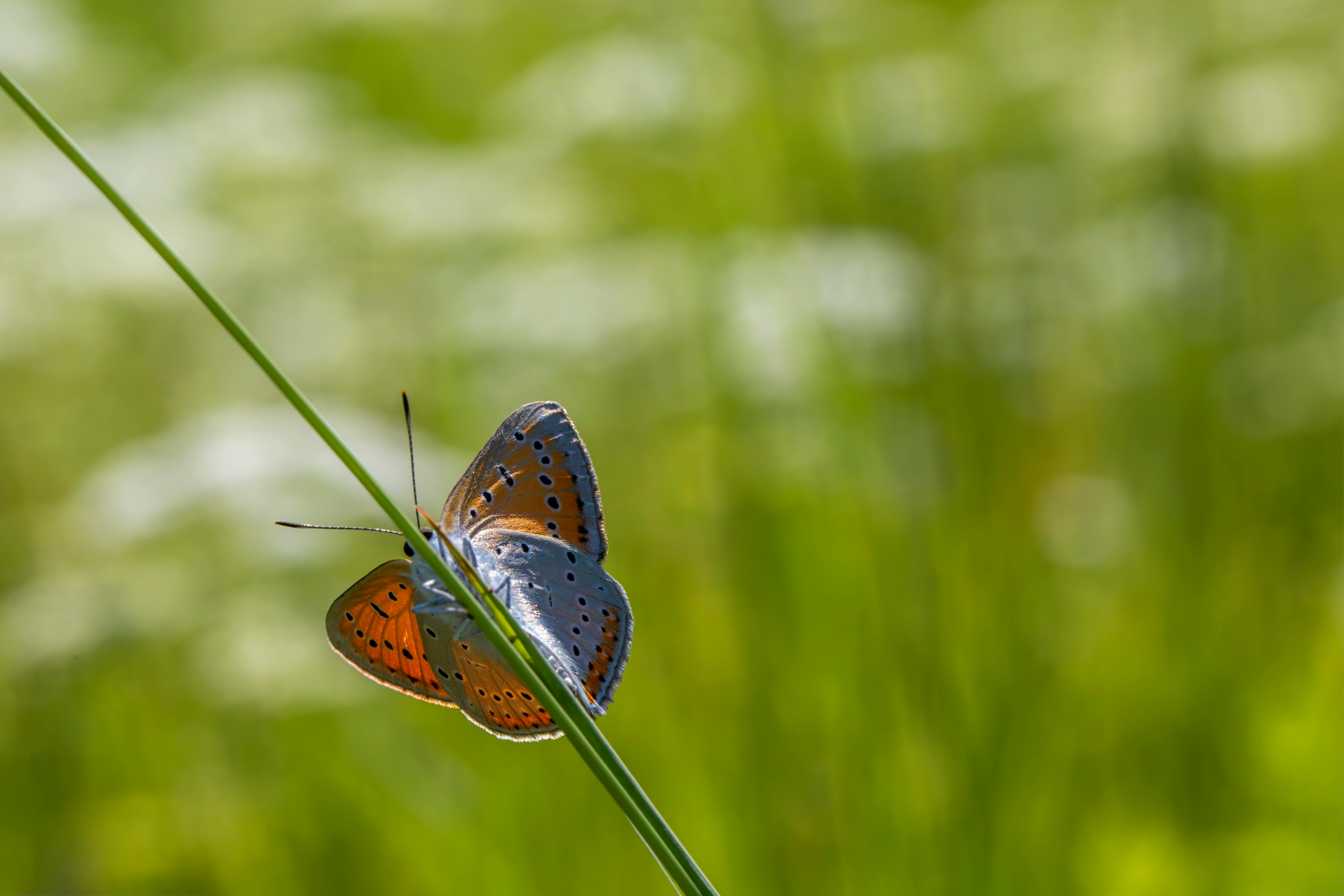 blue and orange butterfly on a grass blade