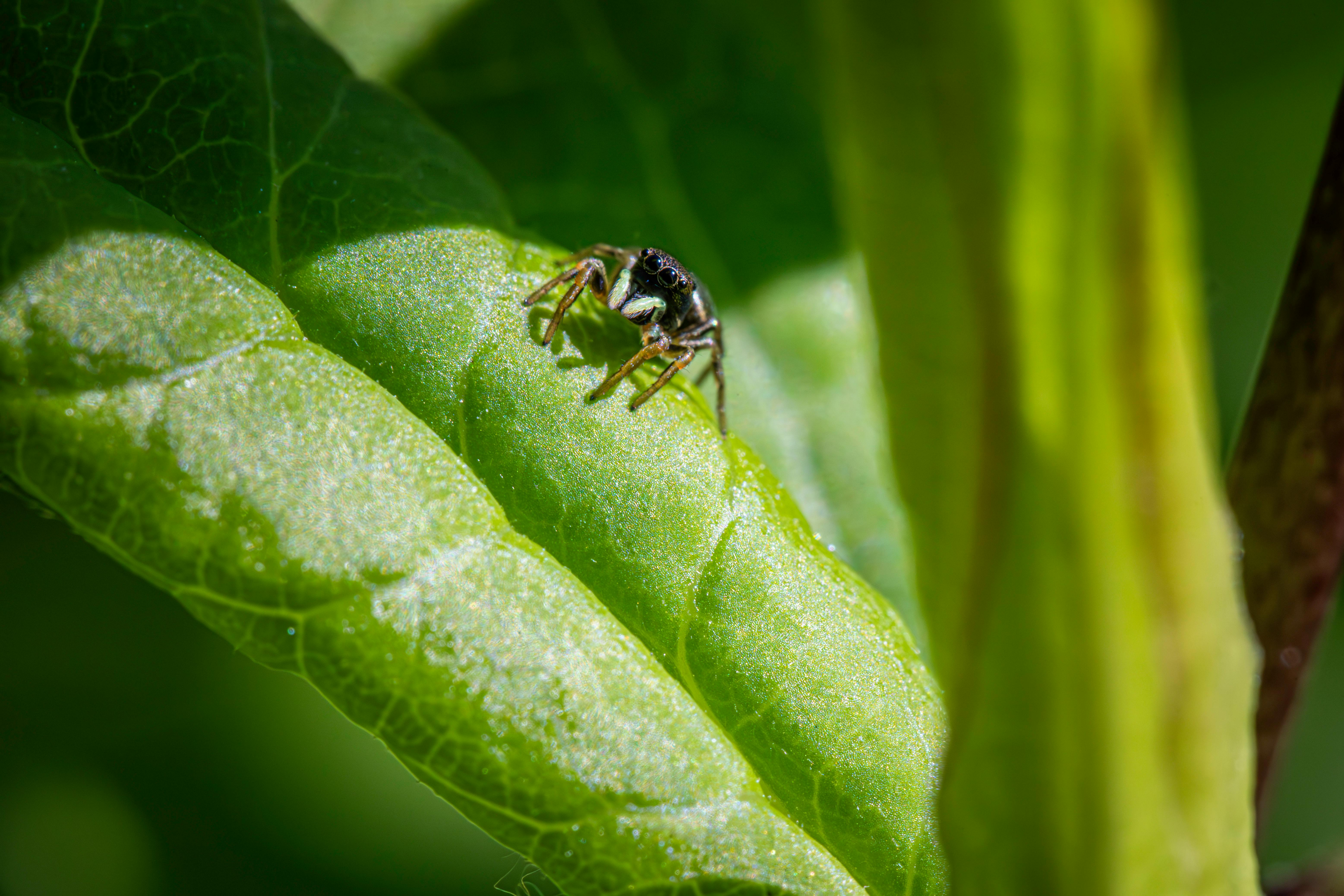 small bug on a green leaf