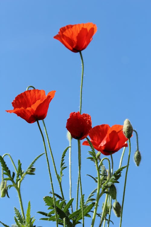 Red poppies against a blue sky